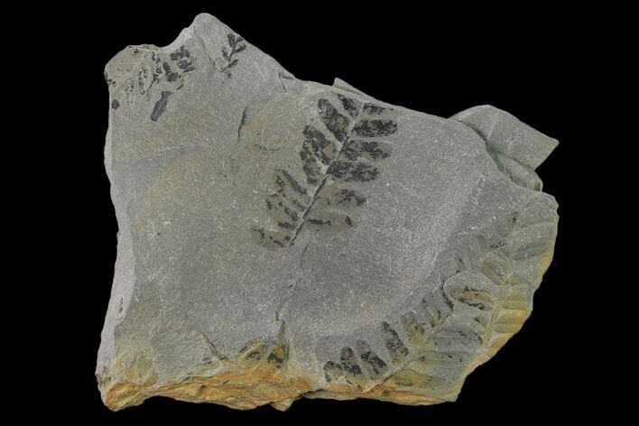 Pennsylvanian Fossil Fern (Neuropteris) Plate - Kentucky #137721